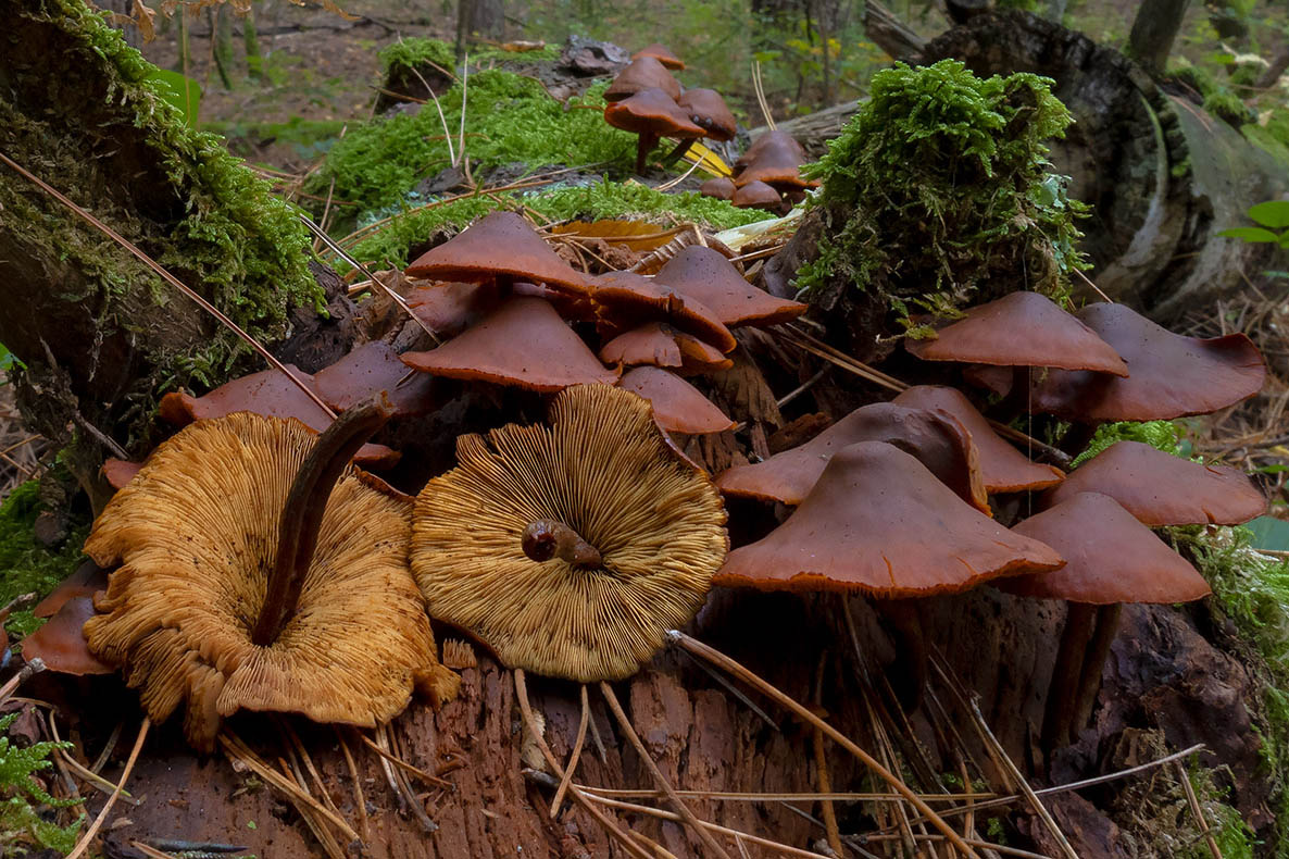 Gymnopilus ?